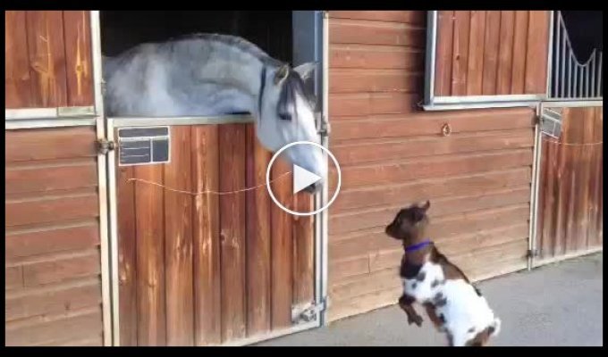 Маленькая козочка пытается забодать взрослую лошадь