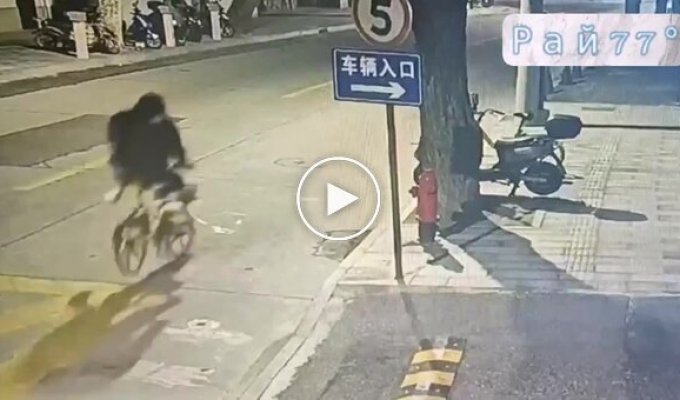 Cat hits cyclist and flees scene