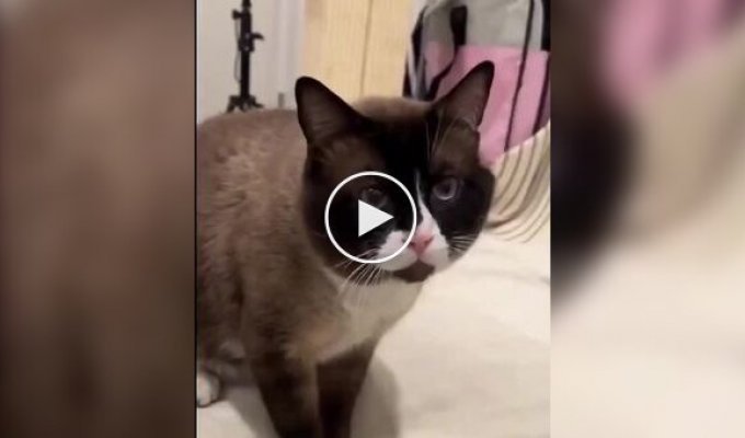 Приемного кота хотели усыпить из-за агрессивности, но девушка сделала невозможное
