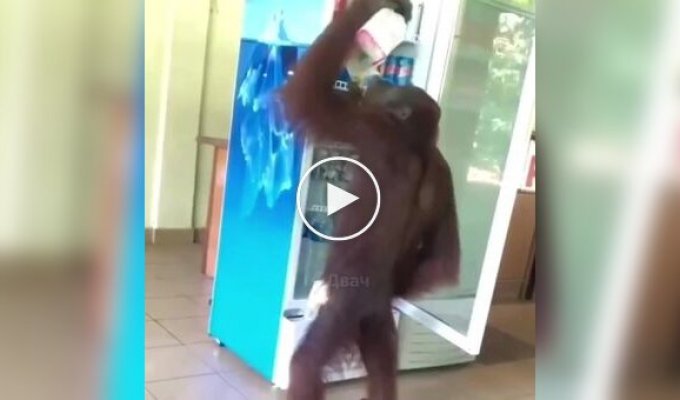 An orangutan went into a cafe, drank and did not pay