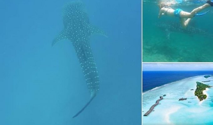 Организаторы подводного фестиваля на Мальдивах пригласили туристов поплавать с акулами (9 фото)