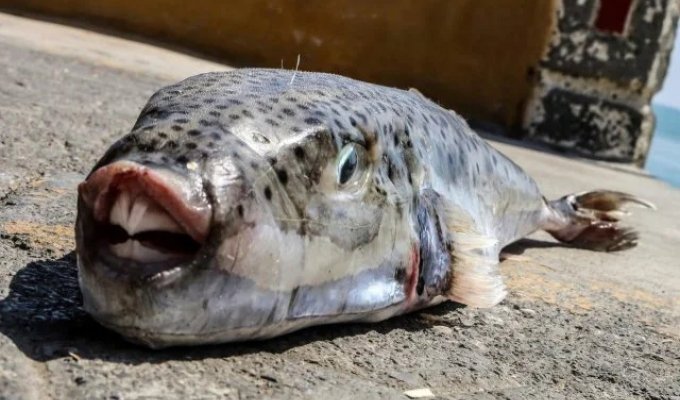 Highly dangerous fish capable of easily biting off a finger have appeared in the Mediterranean (photo + video)