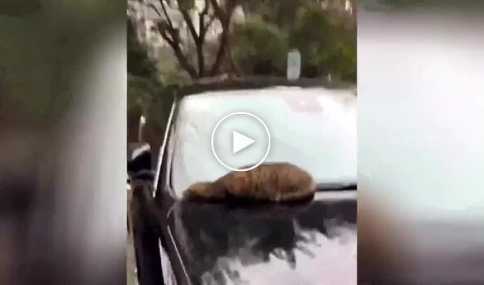 A cat warms its face under the hood of a car