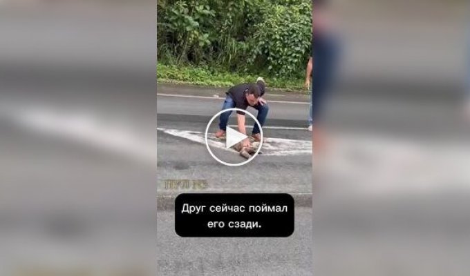Люди помогли ленивцу перейти дорогу