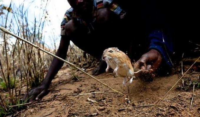 Крысоловы из Мозамбика (22 фото)