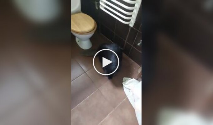 Обычное домашнее животное в Польше