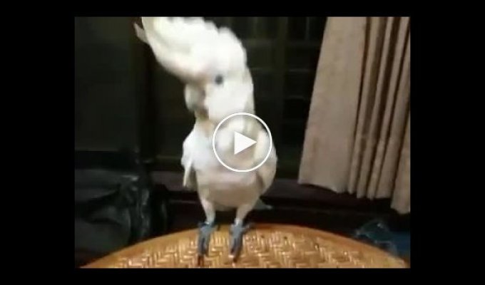Попугай танцует гангнам стайл