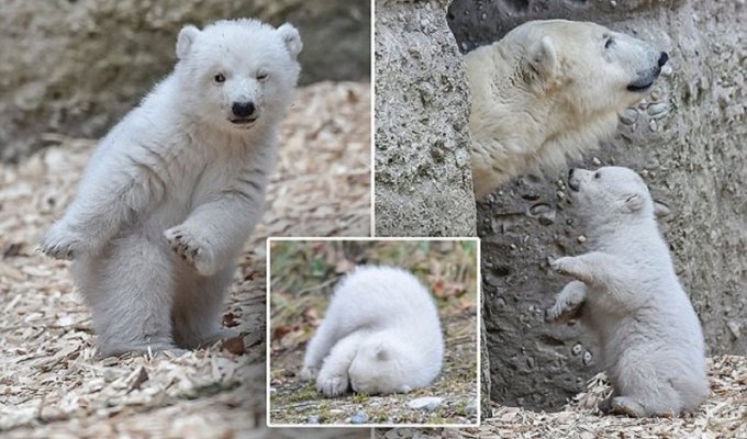 Белый медвежонок в зоопарке Мюнхена делает первые шаги (14 фото + 1 видео)
