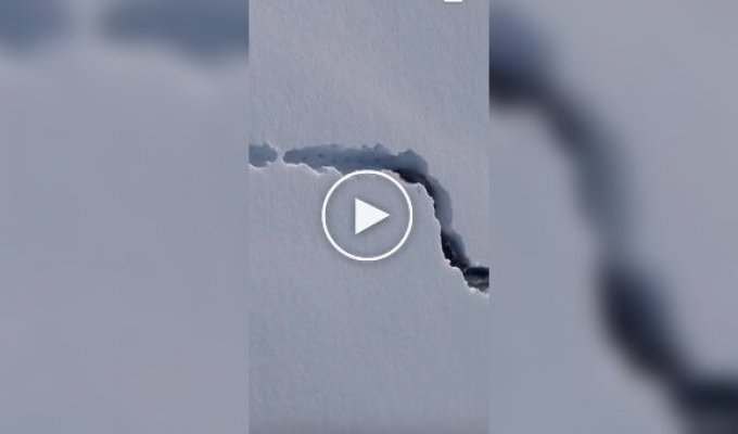 Вовкогін: вовки прорили собі тунель у снігу