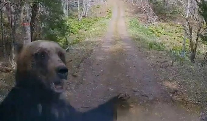 Медведи-людоеды терроризируют японцев (4 фото + 1 видео)