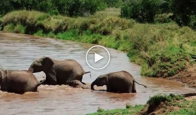 The little elephant began to drown in the river. Pay attention to the reactions of other elephants