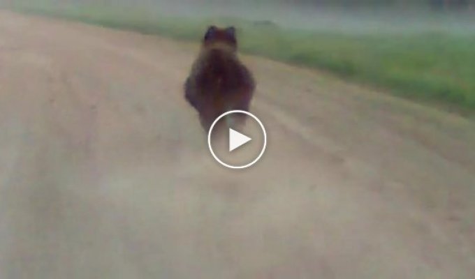 Медведь шпарит по дороге