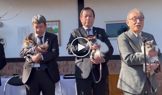 Новая кошка-смотритель на станции Кинокава вступила в должность