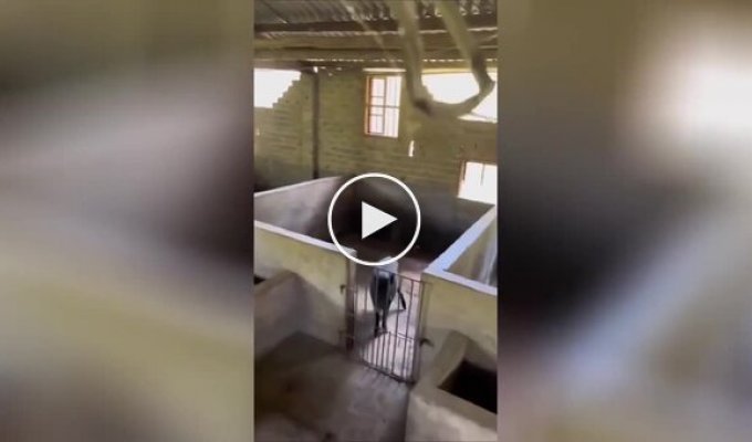 A pig has skillfully escaped from the pen thanks to skillful jumps