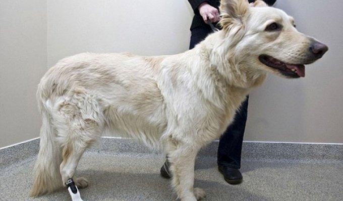 Первая собака в мире с протезом (4 фото)