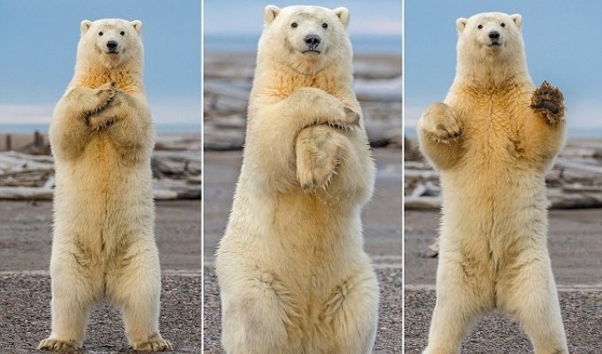 Белый медведь станцевал для туристов на Аляске (4 фото)