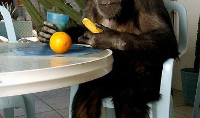 Старейшей обезьяне планеты Чите исполнилось 75 (6 фото)
