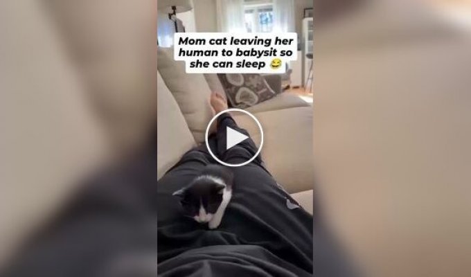 Хитрая кошка «сплавила» котят человеку, чтобы спокойно выспаться