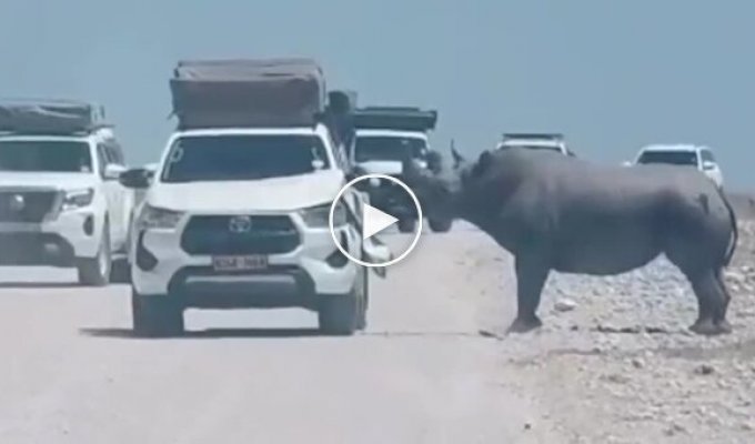Rhino attacks a tourist vehicle