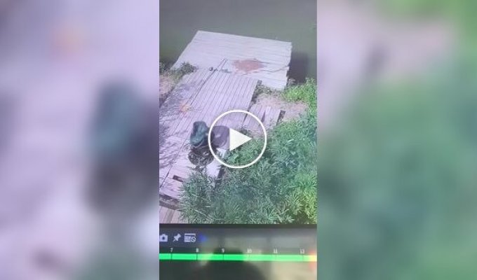 Animals (short videos). Release 100