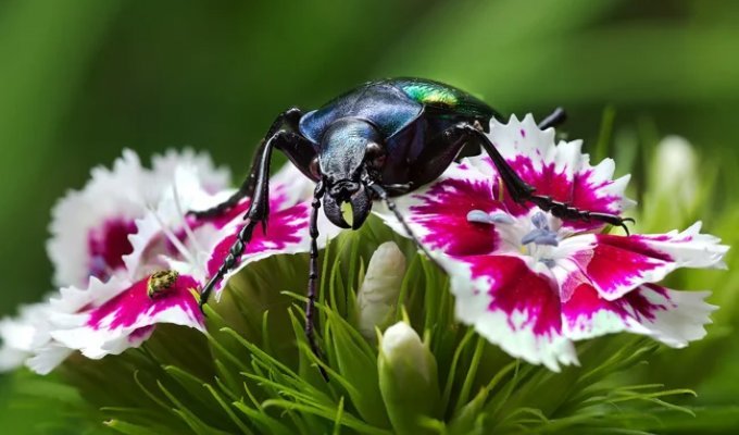 Darotelium odoratum: a bioterminator from a dacha (8 photos)
