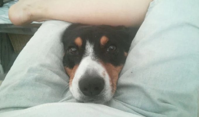 20 Dogs Who Have Zero Concept of Personal Space (20 Photos)
