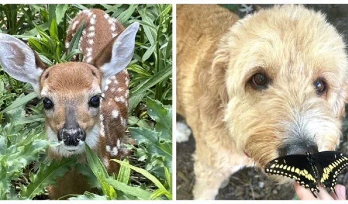 30 photos of those who always lift your spirits (31 photos)