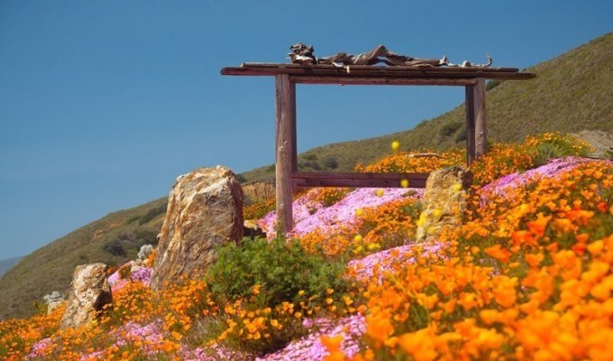 По цветущему побережью Калифорнии. Санта-Барбара и шоссе №1 (44 фото)