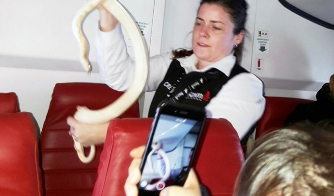 В США потерявшуюся на борту самолета змею помогли найти пассажиры (3 фото)