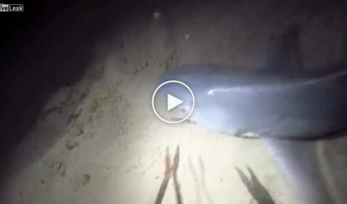 Ночная рыбалка с акулой
