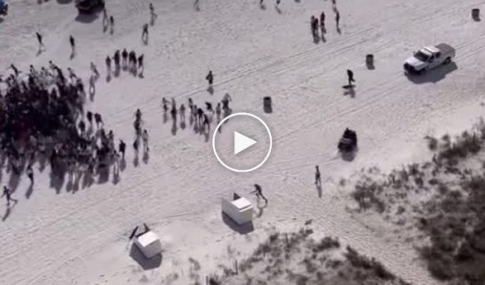 Американцы решили массово покинуть пляж, когда полицейские привели собаку-ищейку