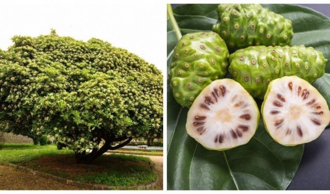 Big-eyed fruits of the cheese tree with a specific taste and real benefits (9 photos)