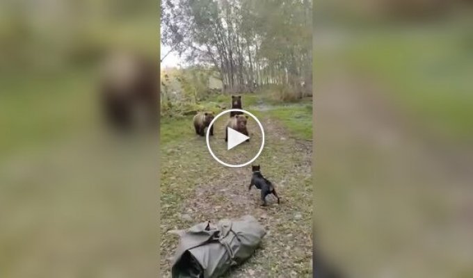 Зустріч собаки та ведмежого сімейства в лісу