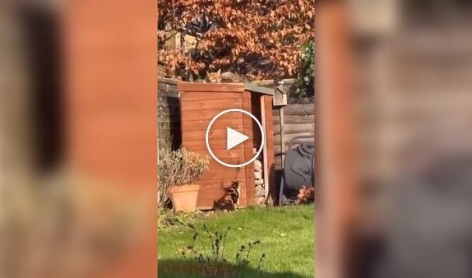 An unexpected meeting between a cat and a fox