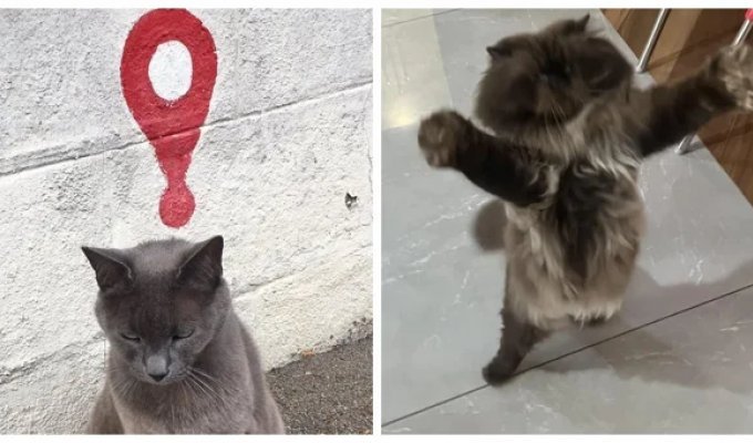 20+ котиков с умилительными мордашками, способными растопить даже самое чёрствое сердце (21 фото)