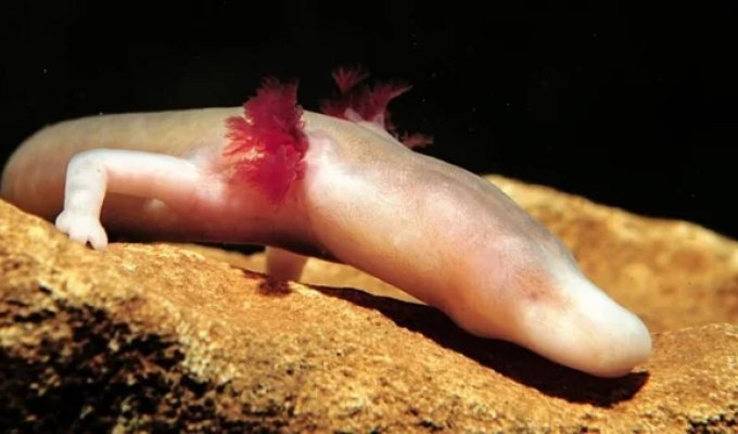 Протей: подземные воды — его мрачный дом (14 фото)