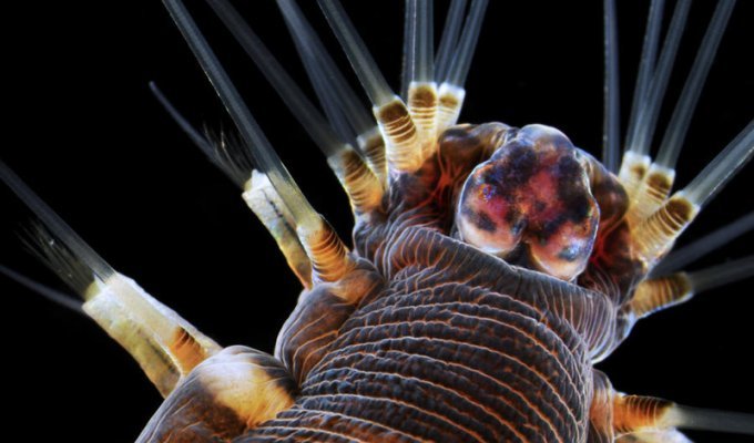 Фото предметов и живых существ через объектив электронного микроскопа (34 фото)