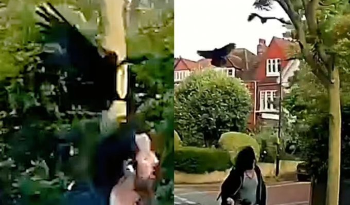 Life has become hell: residents of an elite town forgot about peace due to the invasion of crows (2 photos + 1 video)