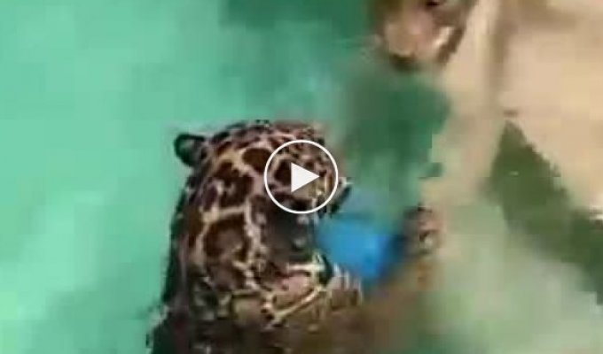 Big cats frolic in the pool