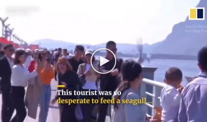 Китайские туристы насильно кормили чайку для фото