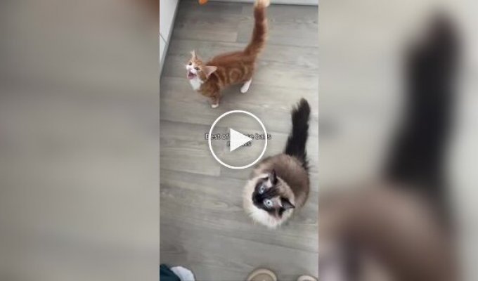 Кошки начали издавать необычные звуки