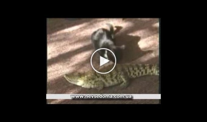 Кот против крокодила