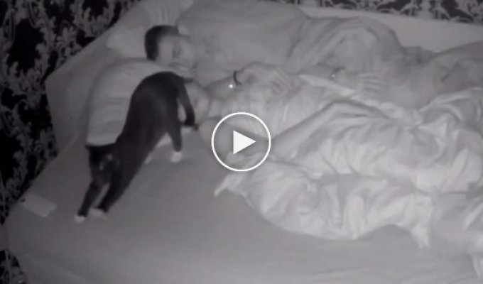 Sleep is canceled: restless cat prevents owners from sleeping