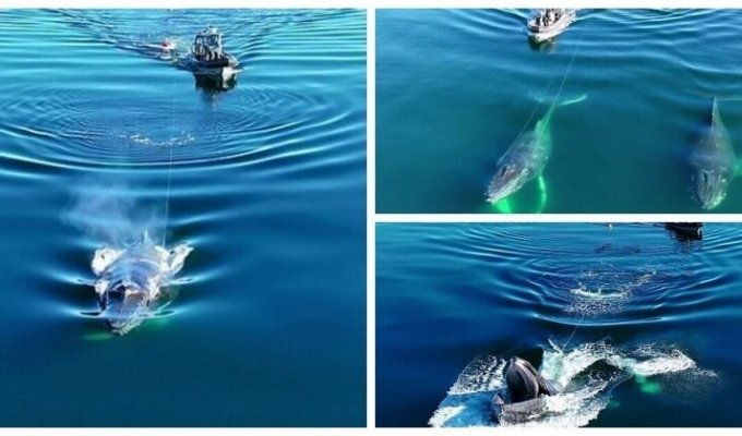 Горбатий кит, заплутавшись у рибальських снастях, виявив чудеса акробатики (7 фото + 1 відео)