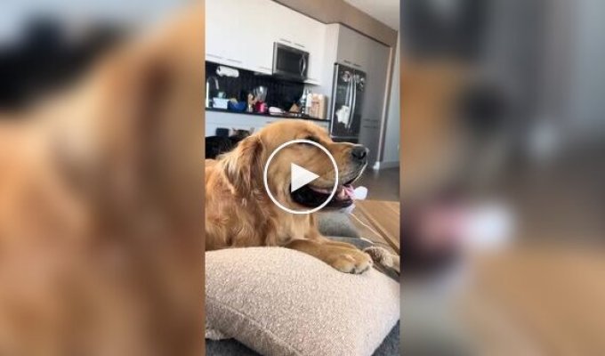 Реакция пса на тяжелый взгляд кота