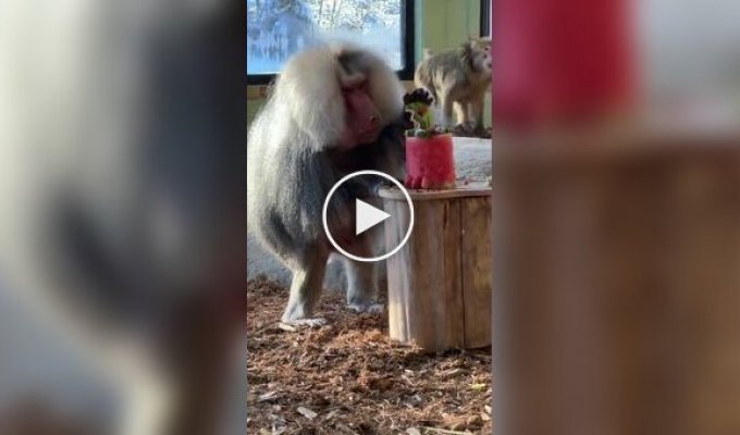 Подарок пожилому гамадрилу