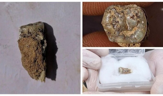 В Грузии раскопали зуб древнего человека, жившего 1,8 млн лет назад (5 фото)