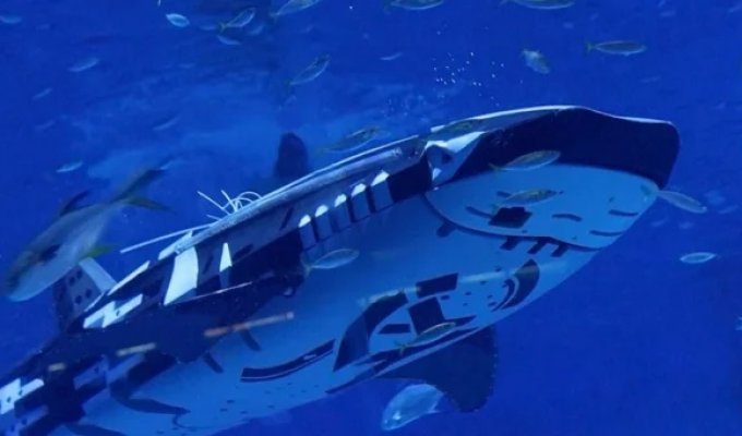 China presented a robot shark for special missions (5 photos + 1 video)