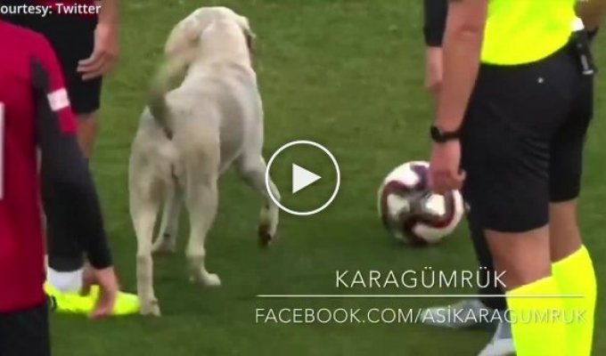 Пёс отобрал у турецких футболистов мяч во время матча