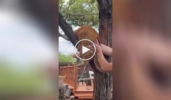The cat doesn't want to sit on the tree